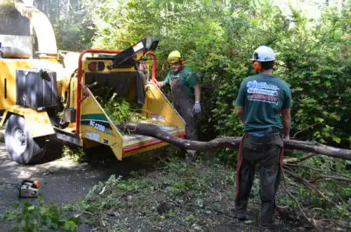 tree services Dearing